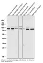 Anti-STAT3 Rabbit Monoclonal Antibody