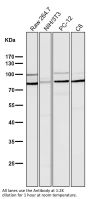 Anti-STAT3 Rabbit Monoclonal Antibody