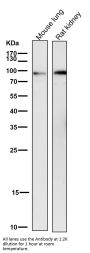 Anti-STAT3 Rabbit Monoclonal Antibody