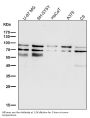 Anti-STAT3 Rabbit Monoclonal Antibody