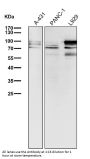 Anti-STAT3 Rabbit Monoclonal Antibody