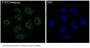 Anti-STAT3 Rabbit Monoclonal Antibody
