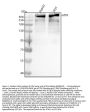 Anti-ATM Monoclonal Antibody