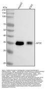 Anti-Apolipoprotein E APOE Monoclonal Antibody