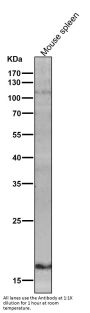 Anti-IL10 Monoclonal Antibody