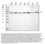 Anti-AKT1 Monoclonal Antibody