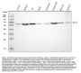 Anti-AKT1 Monoclonal Antibody