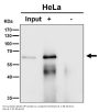 Anti-AKT1 Monoclonal Antibody