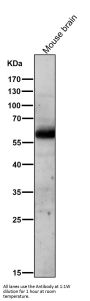 Anti-AKT1/2 Rabbit Monoclonal Antibody
