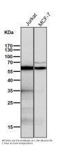 Anti-AKT1/2 Rabbit Monoclonal Antibody