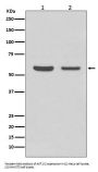 Anti-AKT1/2 Rabbit Monoclonal Antibody
