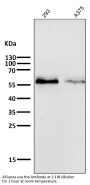 Anti-c-Myc Monoclonal Antibody