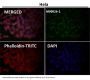 Anti-c-Myc Monoclonal Antibody