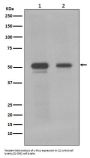 Anti-c-Myc Monoclonal Antibody