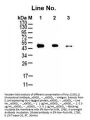 Anti-Myc Tag Antibody (monoclonal, 10D11)