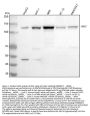 Anti-JAK2 Monoclonal Antibody