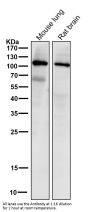Anti-PI 3 kinase p110 alpha Monoclonal Antibody