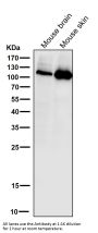 Anti-PI 3 kinase p110 alpha Monoclonal Antibody