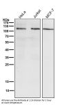 Anti-PI 3 kinase p110 alpha Monoclonal Antibody