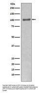Anti-PI 3 kinase p110 alpha Monoclonal Antibody
