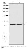 Anti-ERK2 Monoclonal Antibody