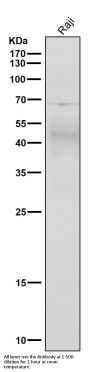 Anti-CXCR4 Monoclonal Antibody
