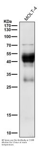 Anti-CXCR4 Monoclonal Antibody