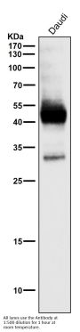 Anti-CXCR4 Monoclonal Antibody