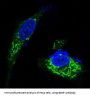 Anti-BDNF Rabbit Monoclonal Antibody