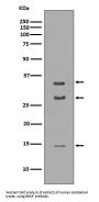 Anti-BDNF Rabbit Monoclonal Antibody