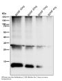 Anti-BDNF Rabbit Monoclonal Antibody