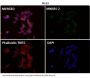 Anti-BDNF Rabbit Monoclonal Antibody