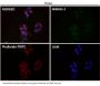 Anti-BDNF Rabbit Monoclonal Antibody