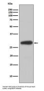 Anti-BDNF Rabbit Monoclonal Antibody