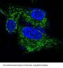 Anti-BDNF Rabbit Monoclonal Antibody