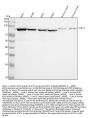 Anti-STAT1 Rabbit Monoclonal Antibody