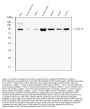 Anti-STAT1 Antibody Picoband® (monoclonal, 12C7)