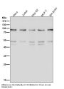 Anti-STAT1 alpha Rabbit Monoclonal Antibody