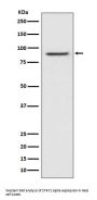 Anti-STAT1 alpha Rabbit Monoclonal Antibody