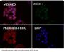 Anti-Rb RB1 Rabbit Monoclonal Antibody