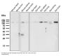 Anti-Rb RB1 Rabbit Monoclonal Antibody