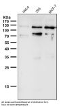Anti-Rb RB1 Rabbit Monoclonal Antibody