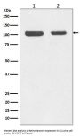 Anti-Rb RB1 Rabbit Monoclonal Antibody