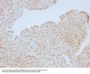 Anti-Rb1 (Tumor Suppressor Protein) Monoclonal Antibody
