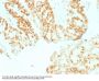 Anti-Rb1 (Tumor Suppressor Protein) Monoclonal Antibody