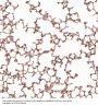 Anti-Bcl-2 Rabbit Monoclonal Antibody