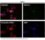 Anti-Bcl-2 Rabbit Monoclonal Antibody