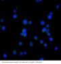 Anti-Bcl-2 Rabbit Monoclonal Antibody