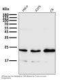 Anti-Rac1/2/3 Rabbit Monoclonal Antibody