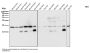Anti-Rac1/2/3 Rabbit Monoclonal Antibody